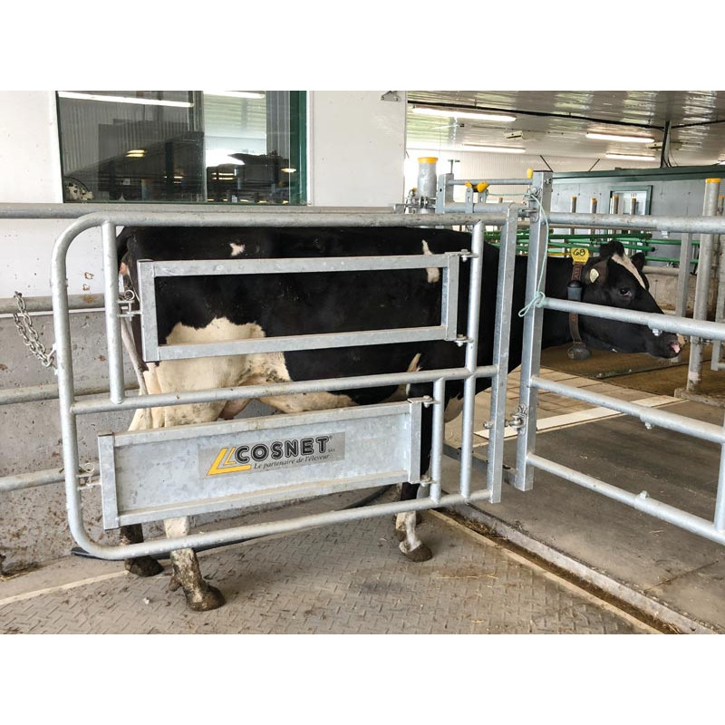 Kaiserschnitt- und Besamungsstand