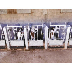 Vordertür für Kälberboxen 