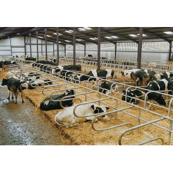 Monofuß Liegeboxenbügel zum Einbetonieren Monofuß Liegeboxenbügel zum Einbetonieren