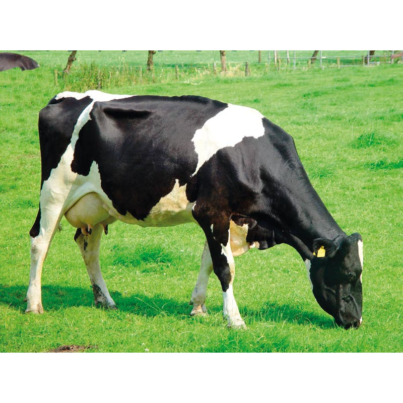 Monofuß Liegeboxenbügel zum Einbetonieren Monofuß Liegeboxenbügel zum Einbetonieren