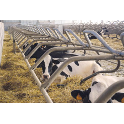 Ø 49 mm gewölbte Nackenrohrstange für Liegeboxenbügel