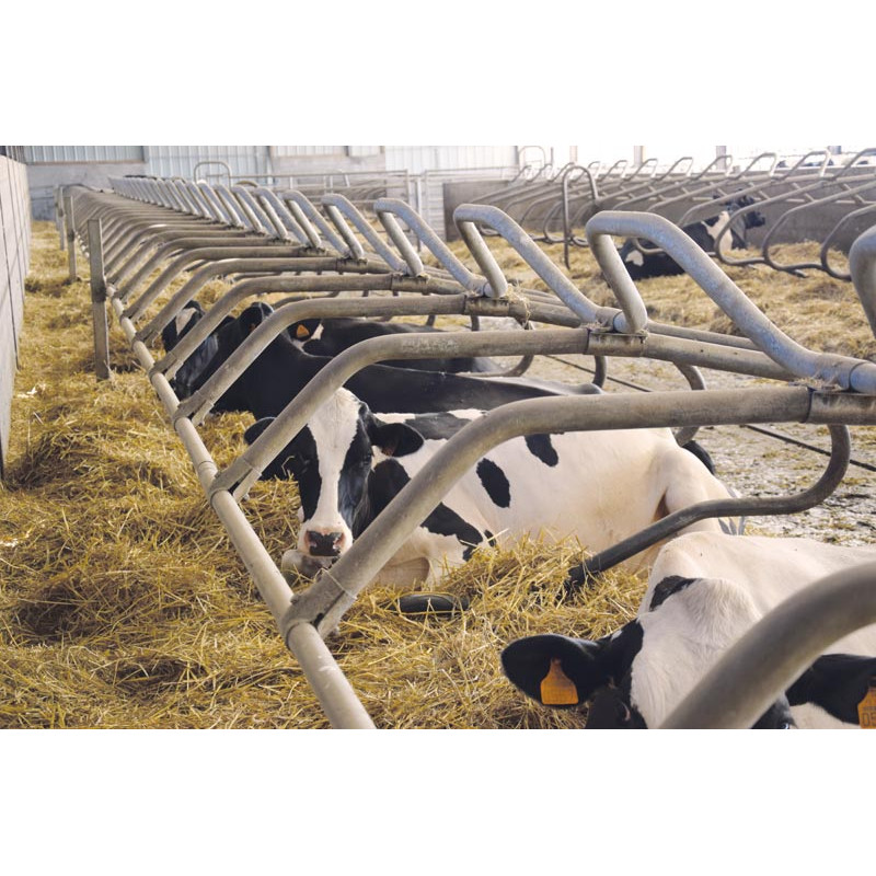 Ø 49 mm gewölbte Nackenrohrstange für Liegeboxenbügel