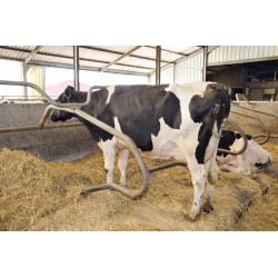 Ø 49 mm gewölbte Nackenrohrstange für Liegeboxenbügel