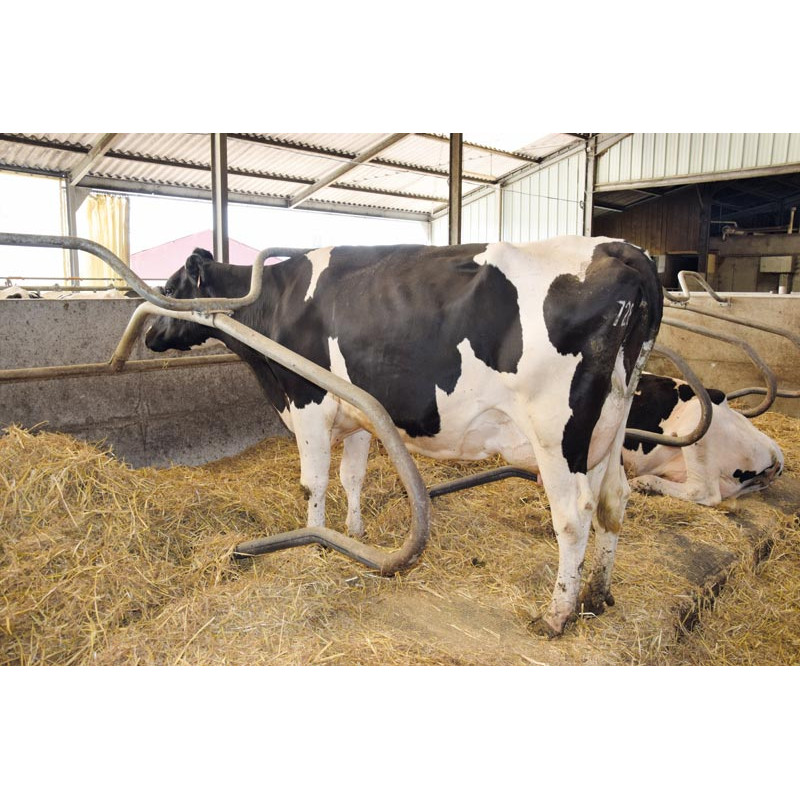 Ø 49 mm gewölbte Nackenrohrstange für Liegeboxenbügel