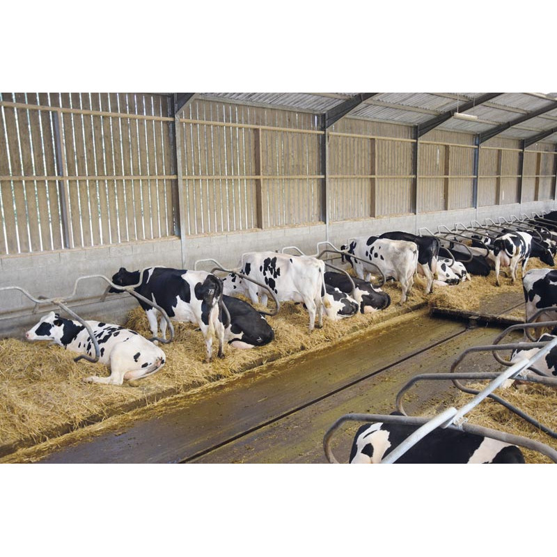 Ø 49 mm gewölbte Nackenrohrstange für Liegeboxenbügel