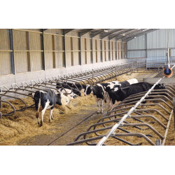 Ø 49 mm gewölbte Nackenrohrstange für Liegeboxenbügel