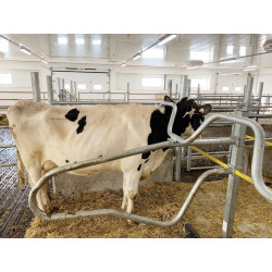 Ø 49 mm gewölbte Nackenrohrstange für Liegeboxenbügel