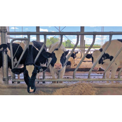 Ø 42 mm schräge Halsweitenstange mit Ø 60 mm Schellen 