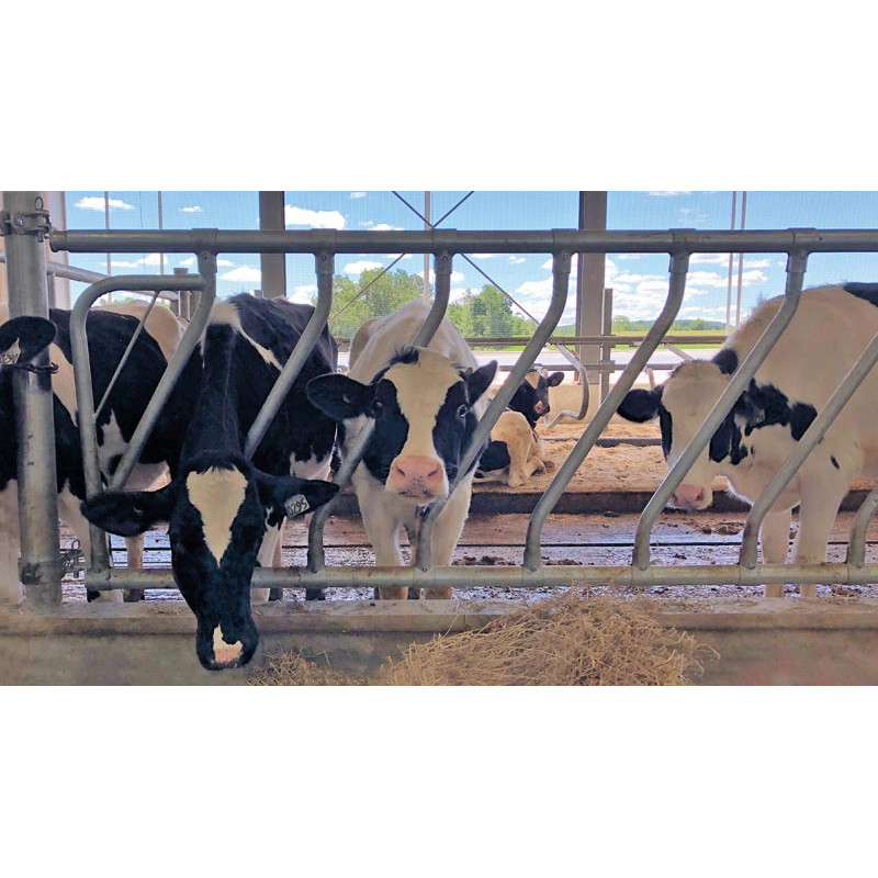 Ø 42 mm schräge Halsweitenstange mit Ø 60 mm Schellen 