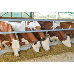 Selbstfangfressgitter mt 2 Querrohren Ø 76 mm - 4 m