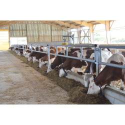 Selbstfangfressgitter mt 2 Querrohren Ø 76 mm - 4 m