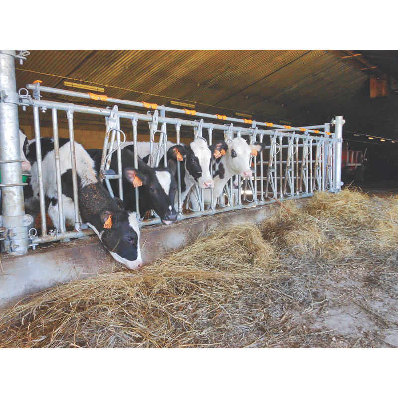 10 Plätze/5 m JUNIOR KOMFORT SR Selbstfangfressgitter für Kälber ohne Eimerhalter 10 Plätze/5 m JUNIOR KOMFORT SR Selbstfangfressgitter für Kälber ohne Eimerhalter